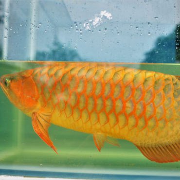 Red Arowana 5