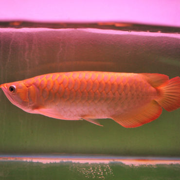 Red Arowana 6