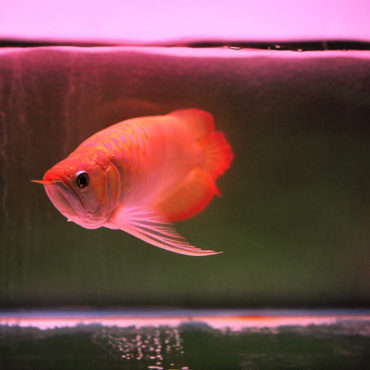 Red Arowana 7