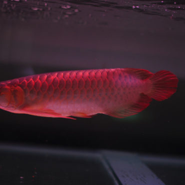Red Arowana 8