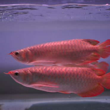 Red Arowana 9
