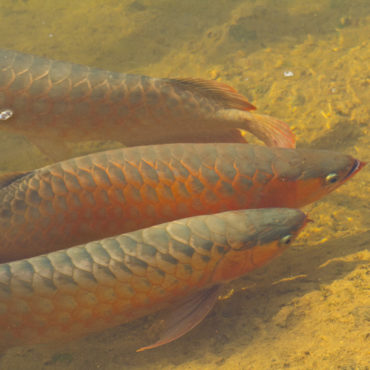 Red Arowana pg